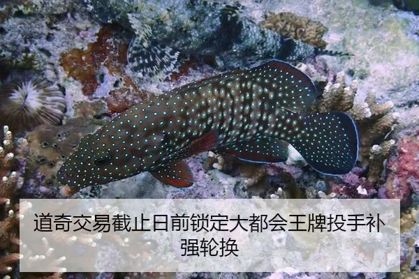 道奇交易截止日前锁定大都会王牌投手补强轮换